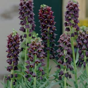 Black Fritillaria Persica Bulbs (3-Pack)