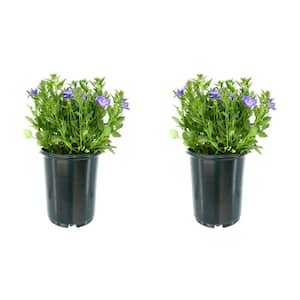 2.5 qt. Campanula Cariboo Forte Blue Perennial Plant with Blue flowers (2-Pack)