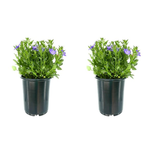 Unbranded 2.5 qt. Campanula Cariboo Forte Blue Perennial Plant with Blue flowers (2-Pack)