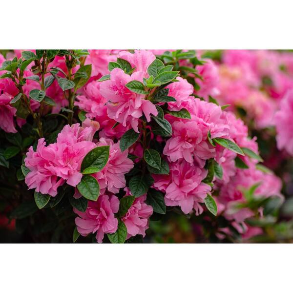 サエラ•アキアカネ◆花柄ピンクのスプリングコート ENCORE AZALEA 1 Gal. Autumn Carnation Azalea Live Reblooming