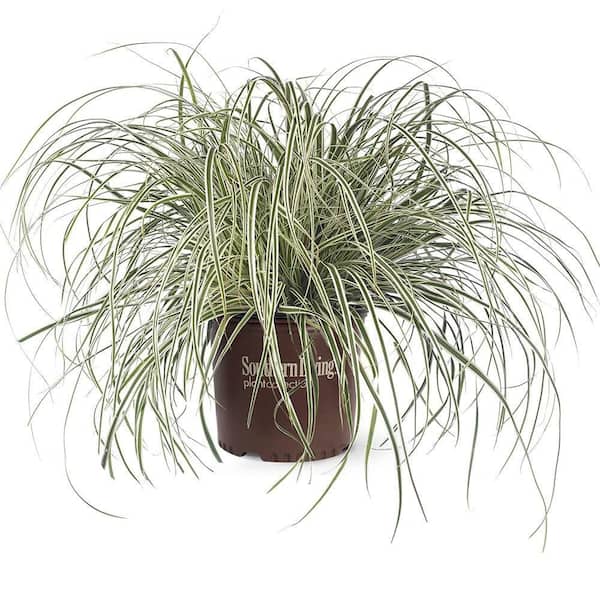 2.5 Qt. Evercolor Everest Carex (Sedge Grass) Live Perennial with White Striped Green Foliage