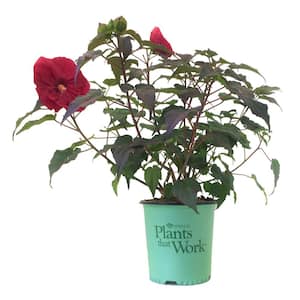 Rose Mallow (Hibiscus) Mars Madness (Live Plant)