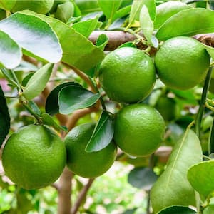 Persian Lime Tree-Live Plant a in 1 Gallon Pot-Citrus Latifolia-Cannot Ship Out of Florida-Beautiful Fruit Tree