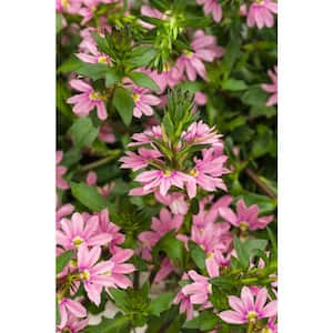 4.25 in. Eco+Grande Whirlwind Pink Fan Flower (Scaevola) Live Plant, Pink Flowers (4-Pack)