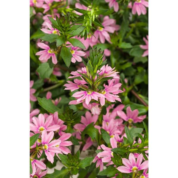 PROVEN WINNERS 4.25 in. Eco+Grande Whirlwind Pink Fan Flower (Scaevola) Live Plant, Pink Flowers (4-Pack)