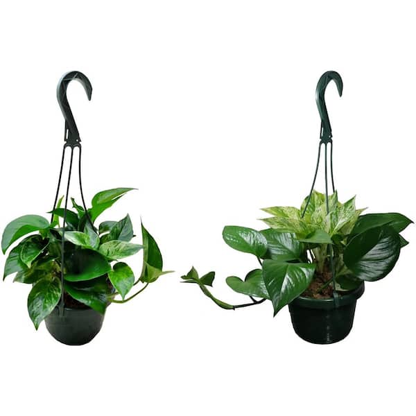 Unbranded Marble Queen Pothos Plant in 6 in. Hanging Basket (2-Pack)