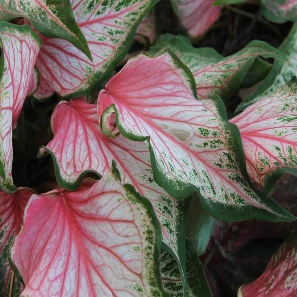 Pure Beauty Farms 2.5 qt. Caladium Pink Gem in 6.33 in. Grower's Pot