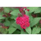 4.5 in. Quart Double Play Doozie (Spiraea) with Live Shrub with Red Flowers