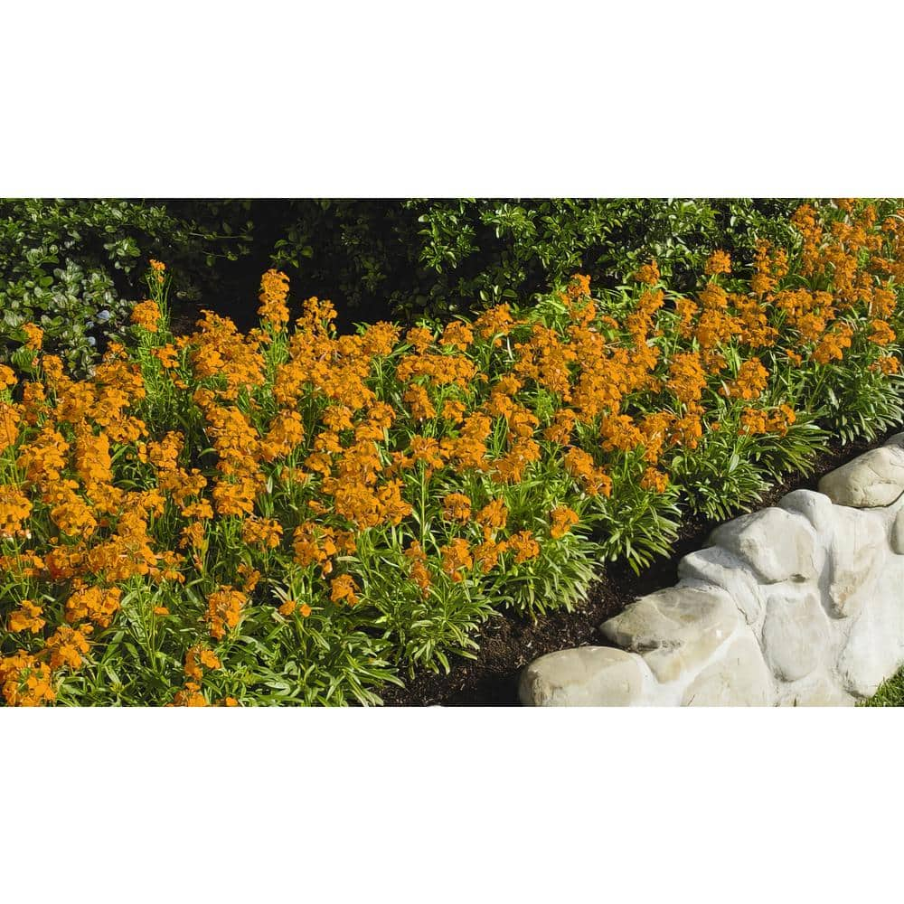 national PLANT NETWORK 3,25 in. Sunstrong Orange Wallflowers Erysimum ...