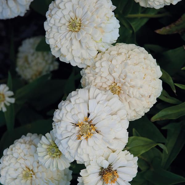 ALTMAN PLANTS 2.5 Qt. #1 White and Cream Zinnia Plant