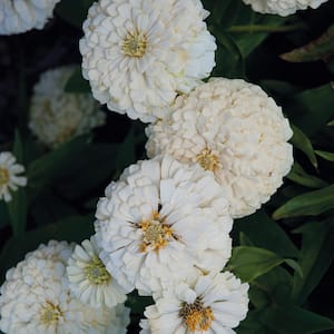 4.5 in. White and Cream Zinnia Plant
