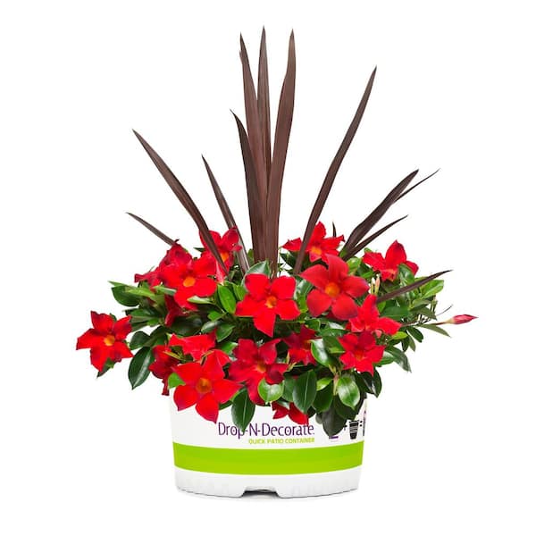 #10 Drop-N-Decorate Dipladenia Flowering Annual Shrub with Assorted Blooms Colors and Combinations-Autumn