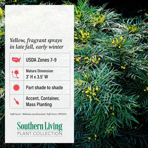 2 Gal. Soft Caress Mahonia, Live Evergreen Shrub, Bright Yellow Flowers