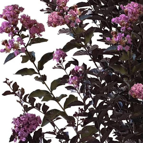 3 Gal. Thunderstruck Lavender Skies Crape Myrtle Flowering Deciduous Tree with Purple Flowers