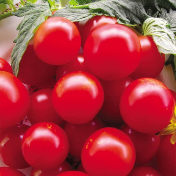 Seeds of Change Tomato Fox Cherry Seeds Pack