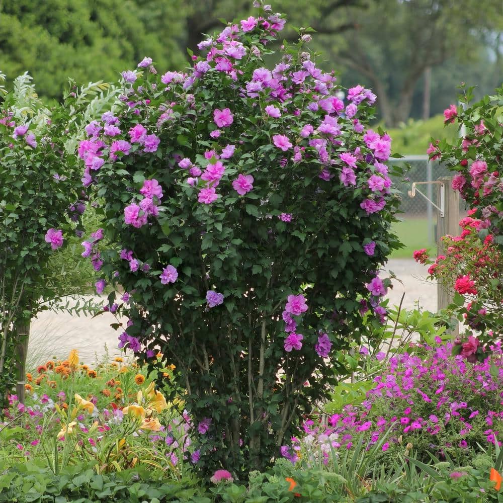 1 Gallon Pink and Purple Hibiscus Tahiti Shrub