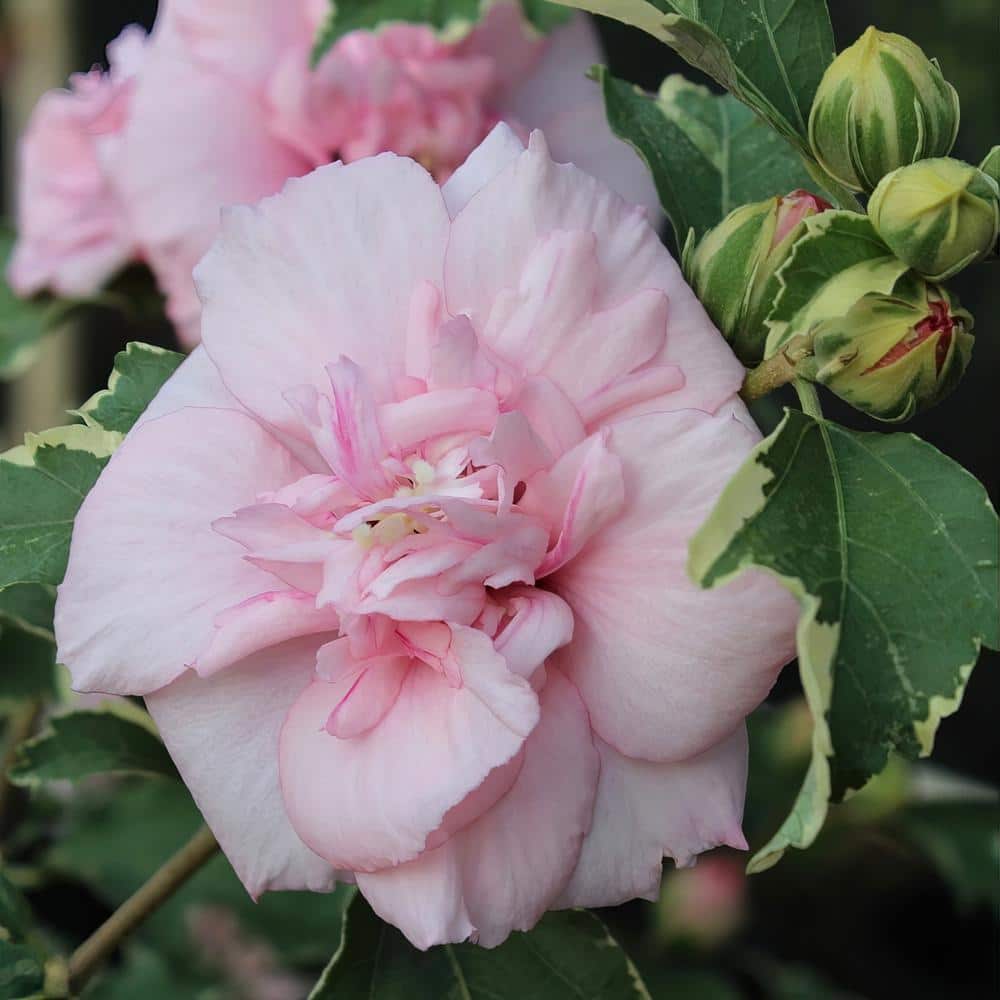 Sugar Tip Pink Hibiscus Tree with Variegated Foliage in 1 Gallon Container