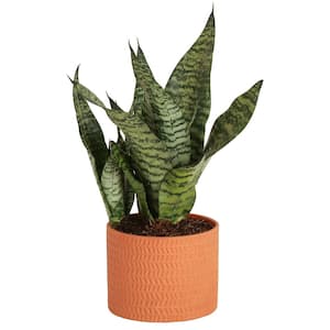 Grower's Choice Sansevieria Indoor Snake Plant in 6 in. Decor Pot, Avg. Shipping Height 1-2 ft. Tall