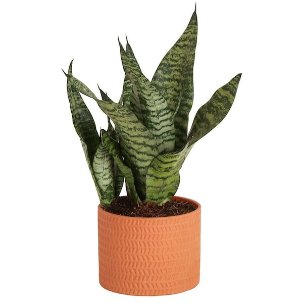 Costa Farms Grower's Choice Sansevieria Indoor Snake Plant in 6 in. Decor Pot, Avg. Shipping Height 1-2 ft. Tall