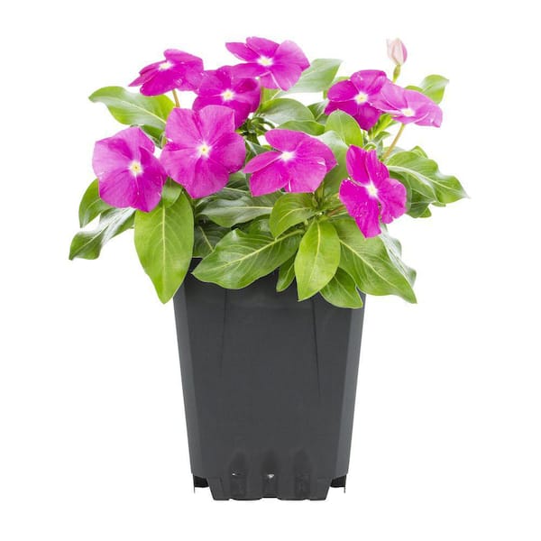 ALTMAN PLANTS #10 Vinca Annual Plant with Assorted Flowers in Hanging Basket