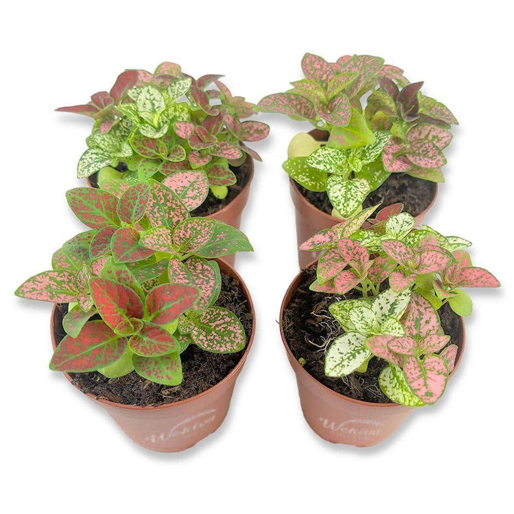 wekiva-foliage-shrubs-bushes-