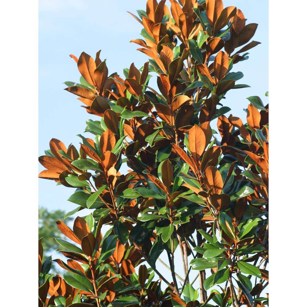 D.D. Blanchard Southern Magnolia Tree in Black Container
