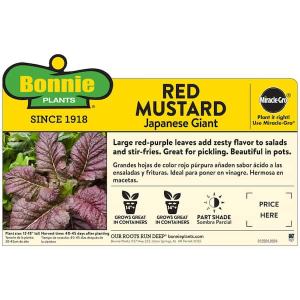 6PK Mustard - Japanese Giant Red