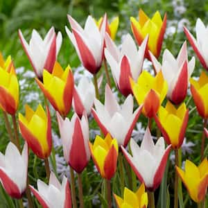 6/7cm, Candy Corn Mix Clusiana Tulip Flower Bulbs (Bag of 25)