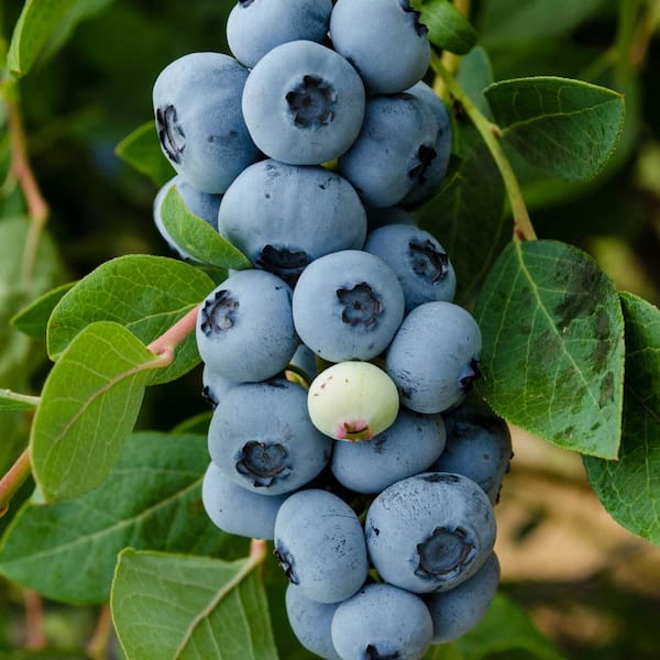 Gurney's Legacy Blueberry (Vaccinium), Live Fruiting Plant, Grown in a 3 in. Pot (1-Pack)