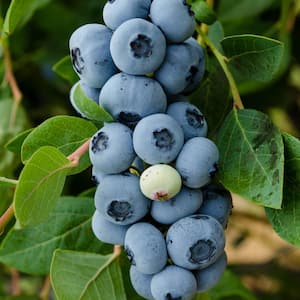 2.50 Qt. Legacy Blueberry Vaccinium, Live Potted Fruiting Plant (1-Pack)
