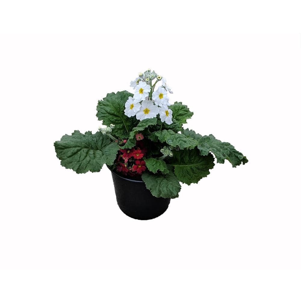 1.0 qt. Annual Primula Obconica (Primrose) Mix (4-Pack)