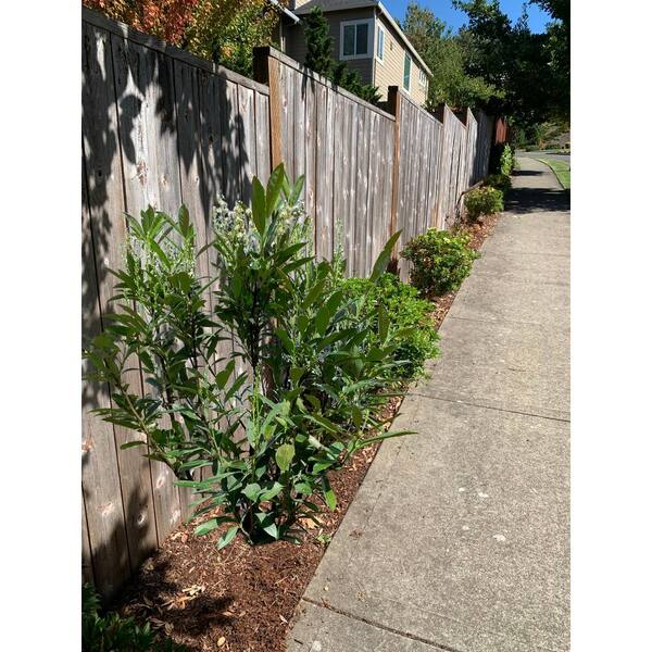 Skip Laurel Shrub Home Depot edu.svet.gob.gt