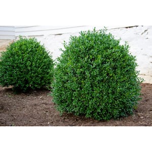 3 Gal. Independence Boxwood (Buxus) Live Plant, Easy Care Evergreen Deer Resistant Shrub with Deep Green Foliage