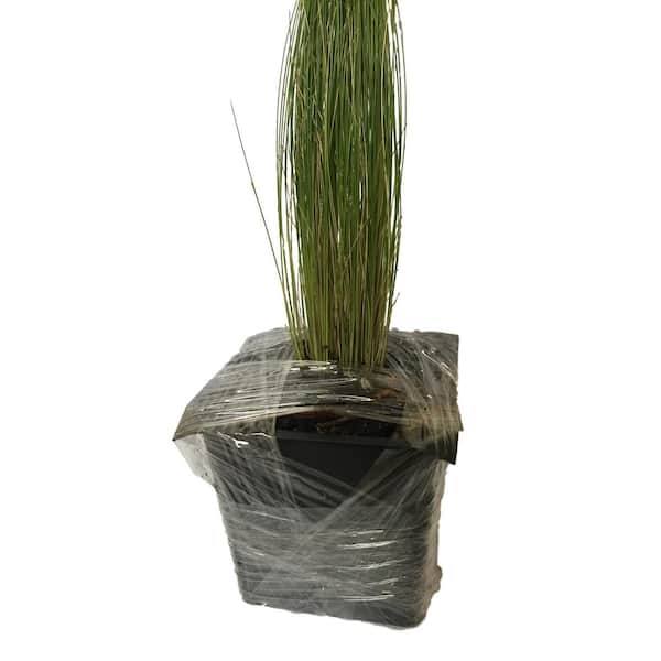 4 in. Pot Mexican Feather Grass Plant