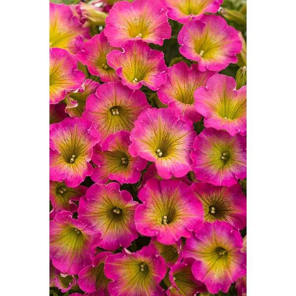 PROVEN WINNERS Supertunia Daybreak Charm (Petunia) Live Plant, Pink and Yellow Flowers, 4.25 in. Grande