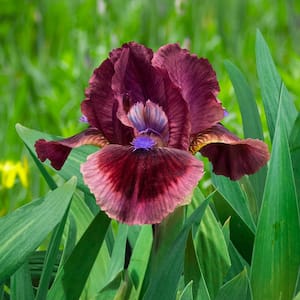 Cat's Eye Dwarf Bearded Iris Rose-Red Flowers Live Bareroot Plant