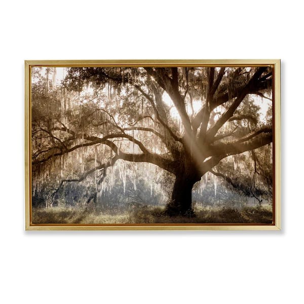 Stupell Industries Sun Streak Through Tree by Danita Delimont Gold Floater Frame Nature Graphic Art Print 17 in. x 25 in.