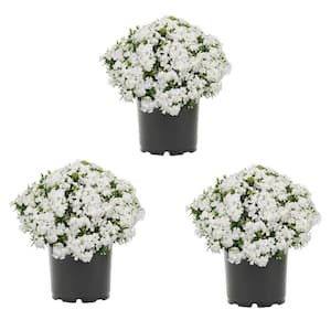 2 Qt. White Creeping Phlox Perennial Plant (3-Pack)