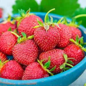 All Star Strawberry Fragaria, Live Bareroot Fruiting Plant (25-Pack)
