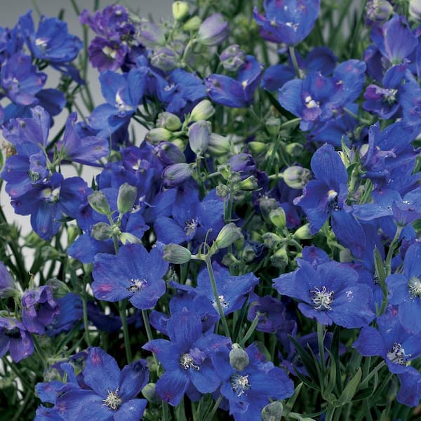 2 Gal. Perennial Delphinium Larkspur Plant