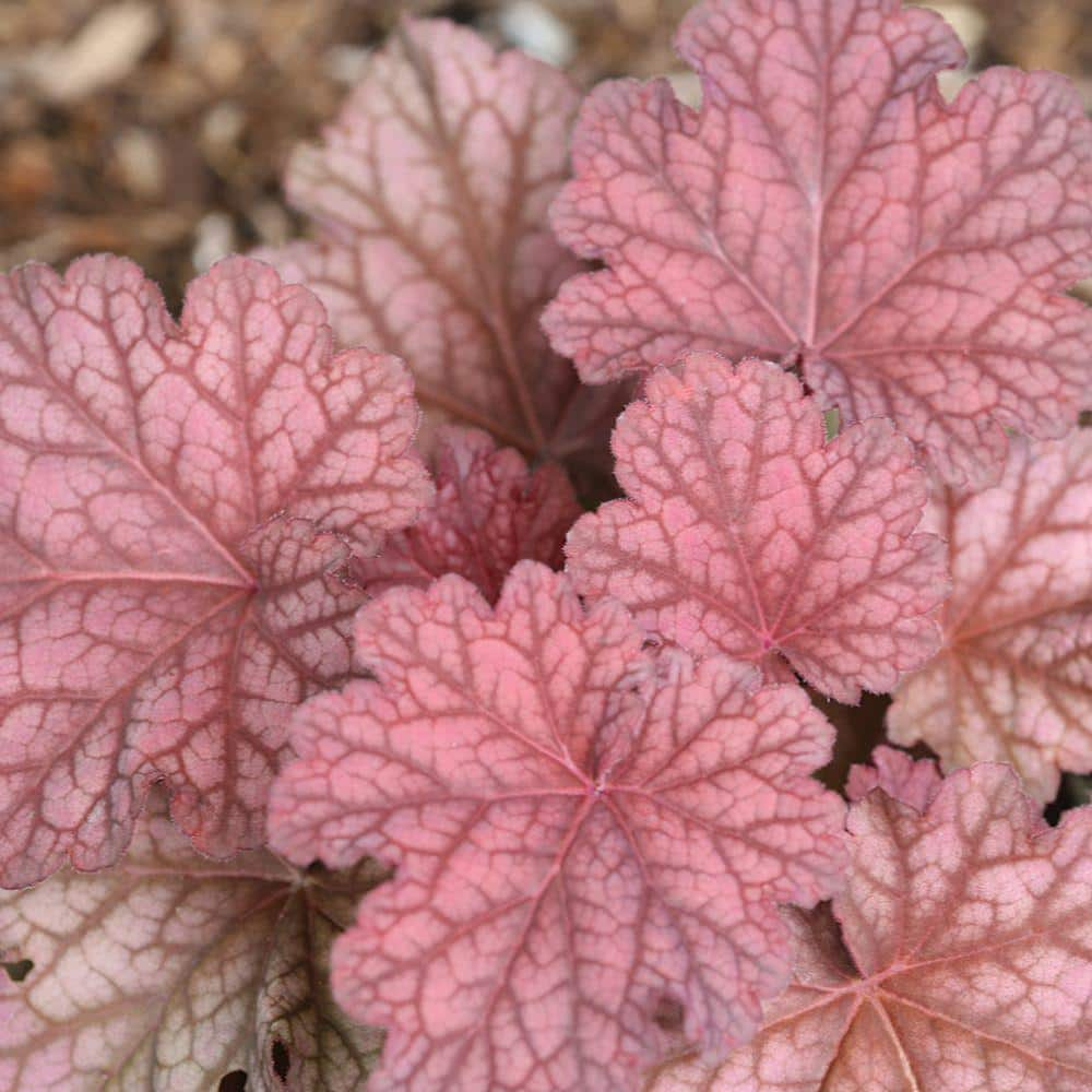 Image of Close-up of Indian Summer Coral Bells Flowers