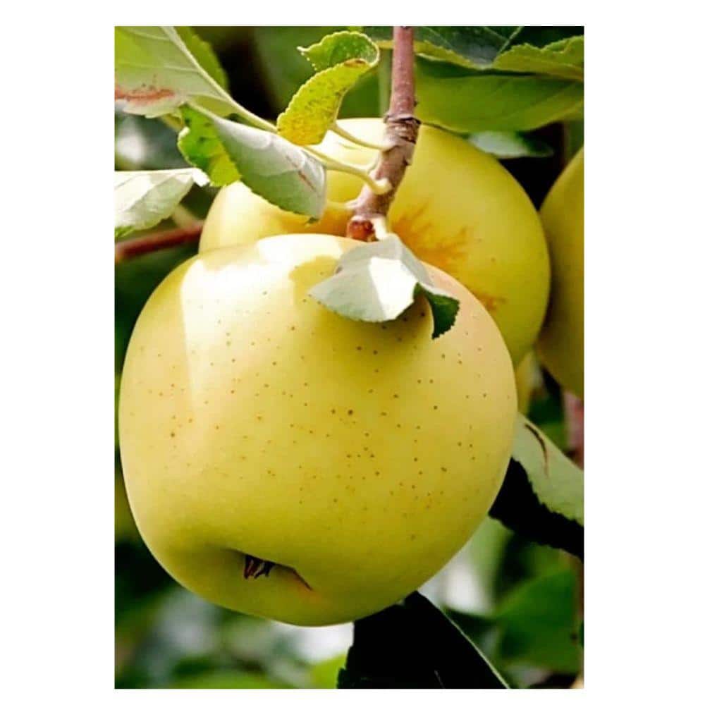 7 gal. Golden Delicious Apple Tree
