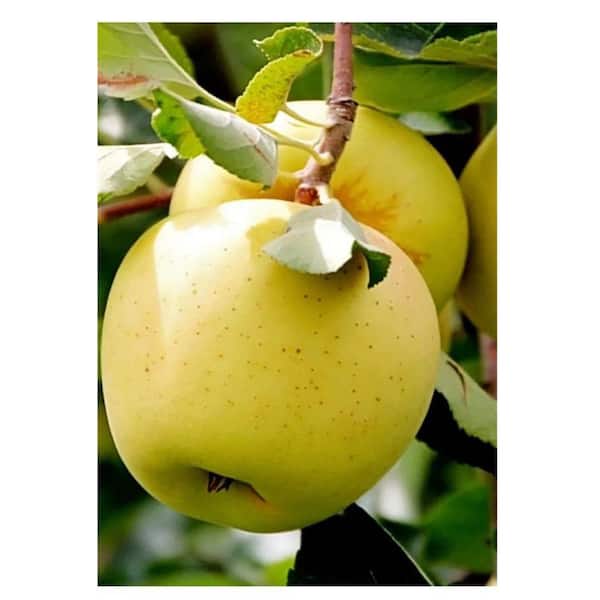 national PLANT NETWORK Bareroot Dorsett Golden Deciduous