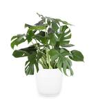 10 in. Monstera in Paradise Planter