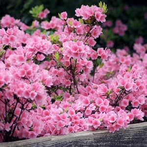 2.25 Gal. Pink Ruffles Azalea Plant with Pink Blooms