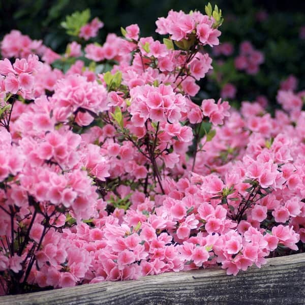 2.25 Gal. Pink Ruffles Azalea Plant with Pink Blooms