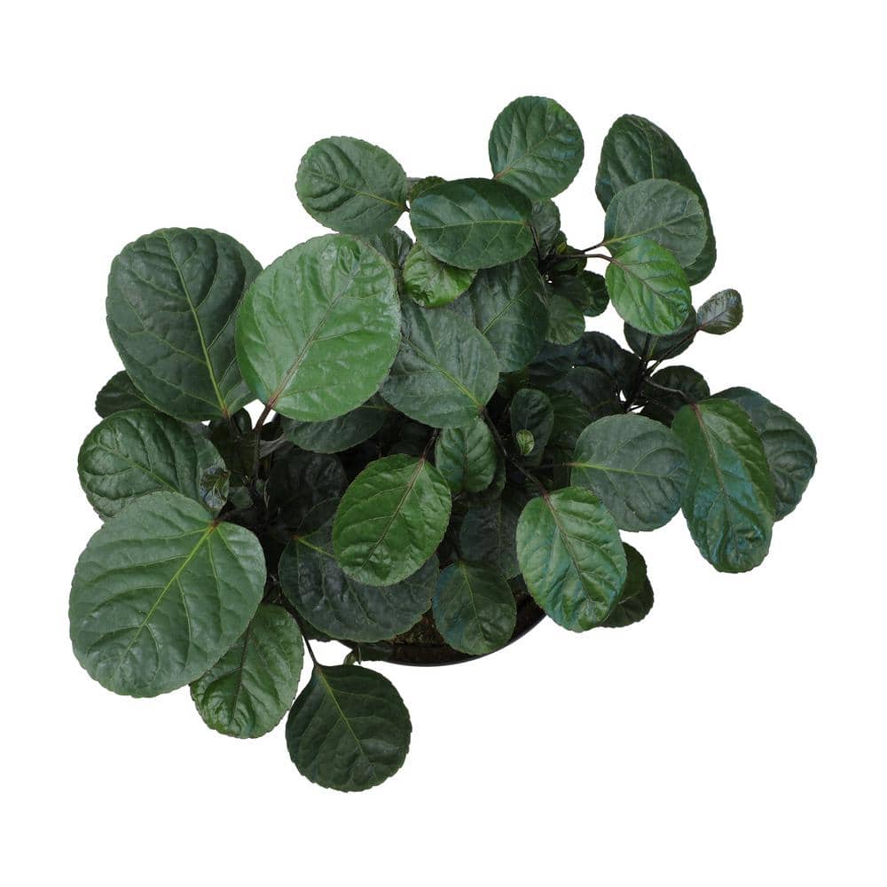 Aralia Fabian Stump Indoor Plant in Black Plastic Planter