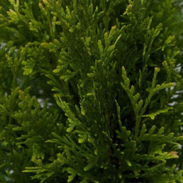 7 Gal. Green Giant Arborvitae Live Shrub