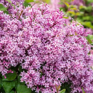 4 in. Pot Be Right Back Lilac (Syringa), Live Deciduous Potted Plant, Pink Flowering Shrub (1-Pack)