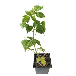 Glencoe Raspberry 3 Total Plants in 3 Separate 4 in. Pot